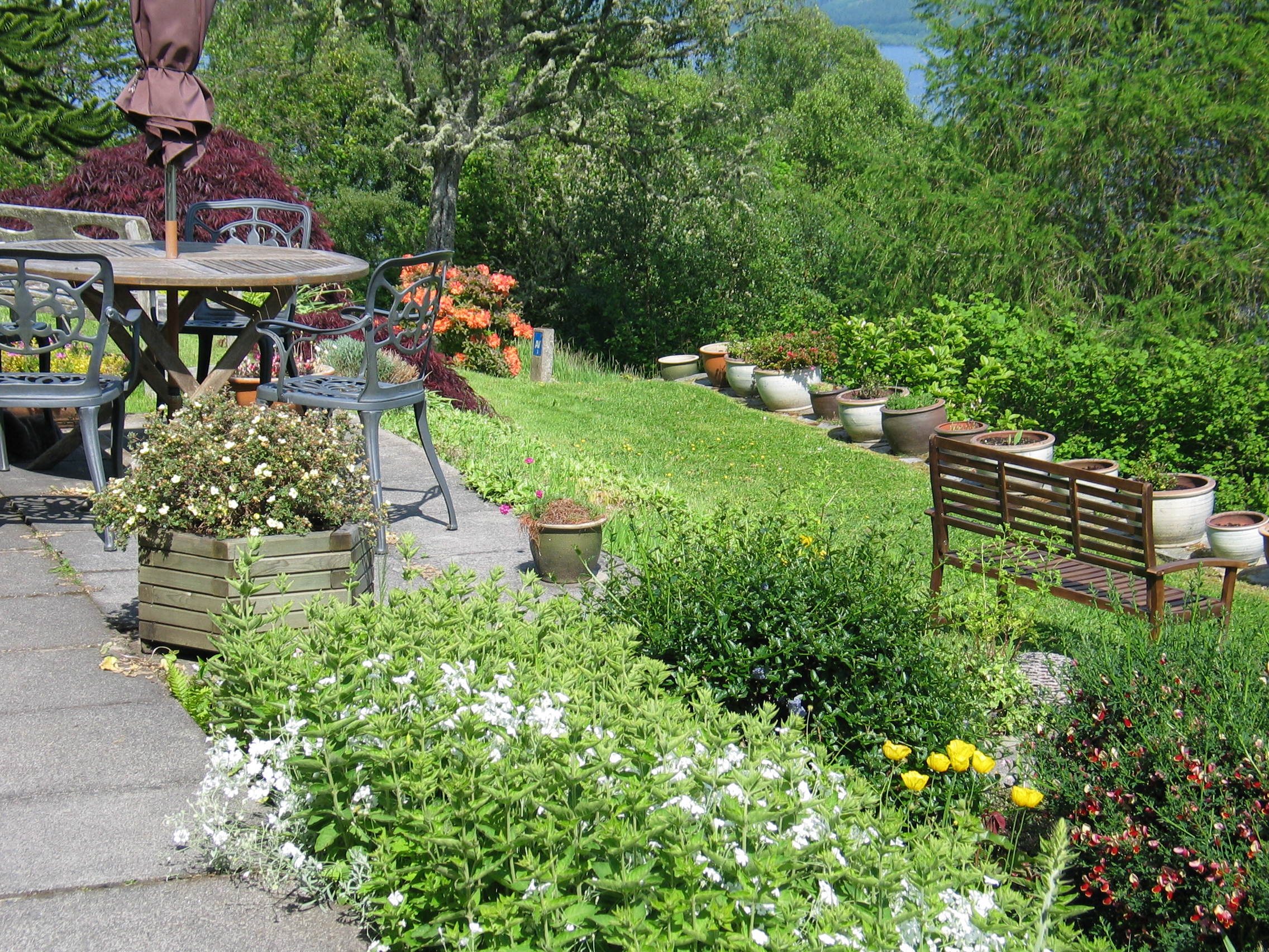 The garden