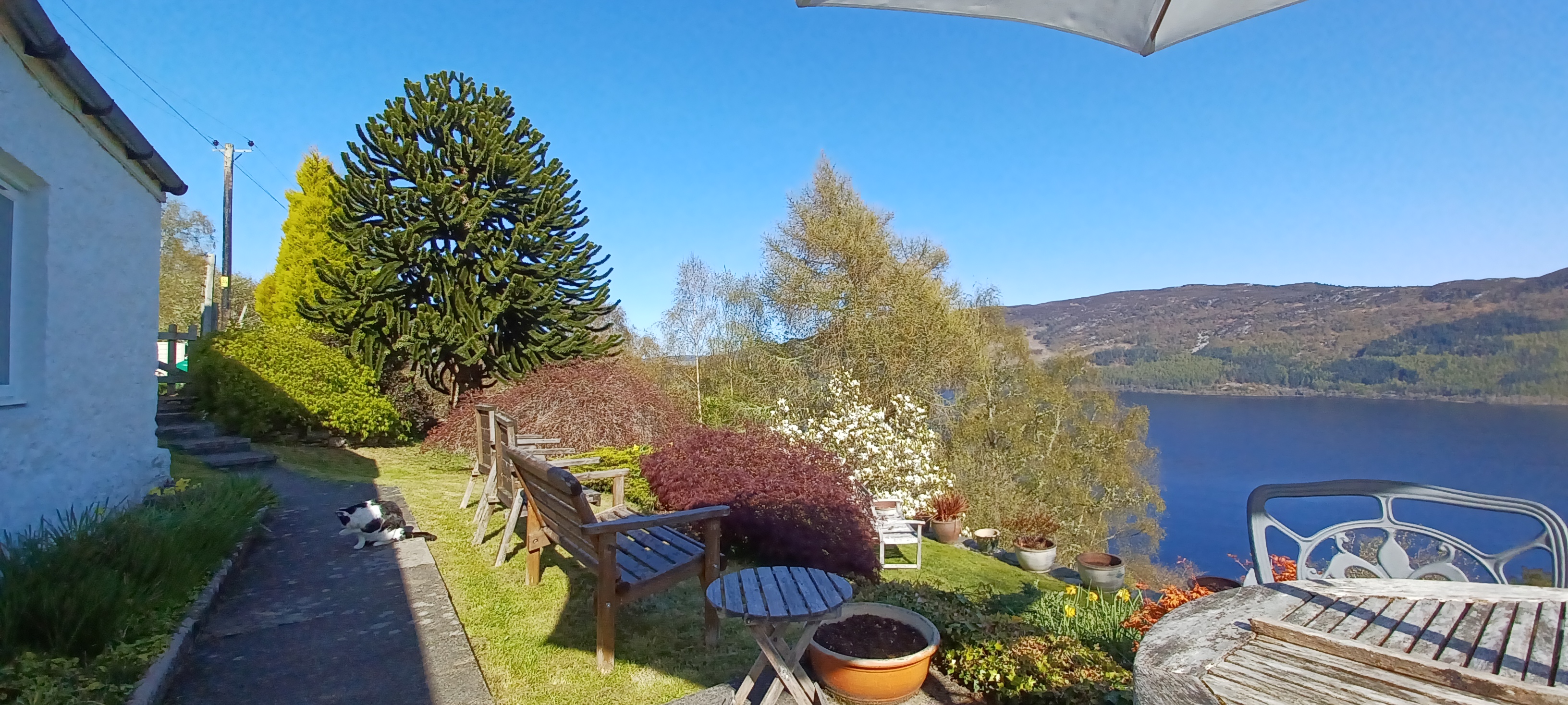 The garden and monkey puzzle tree