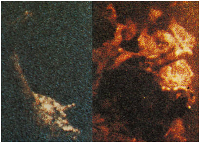 Body and head pics